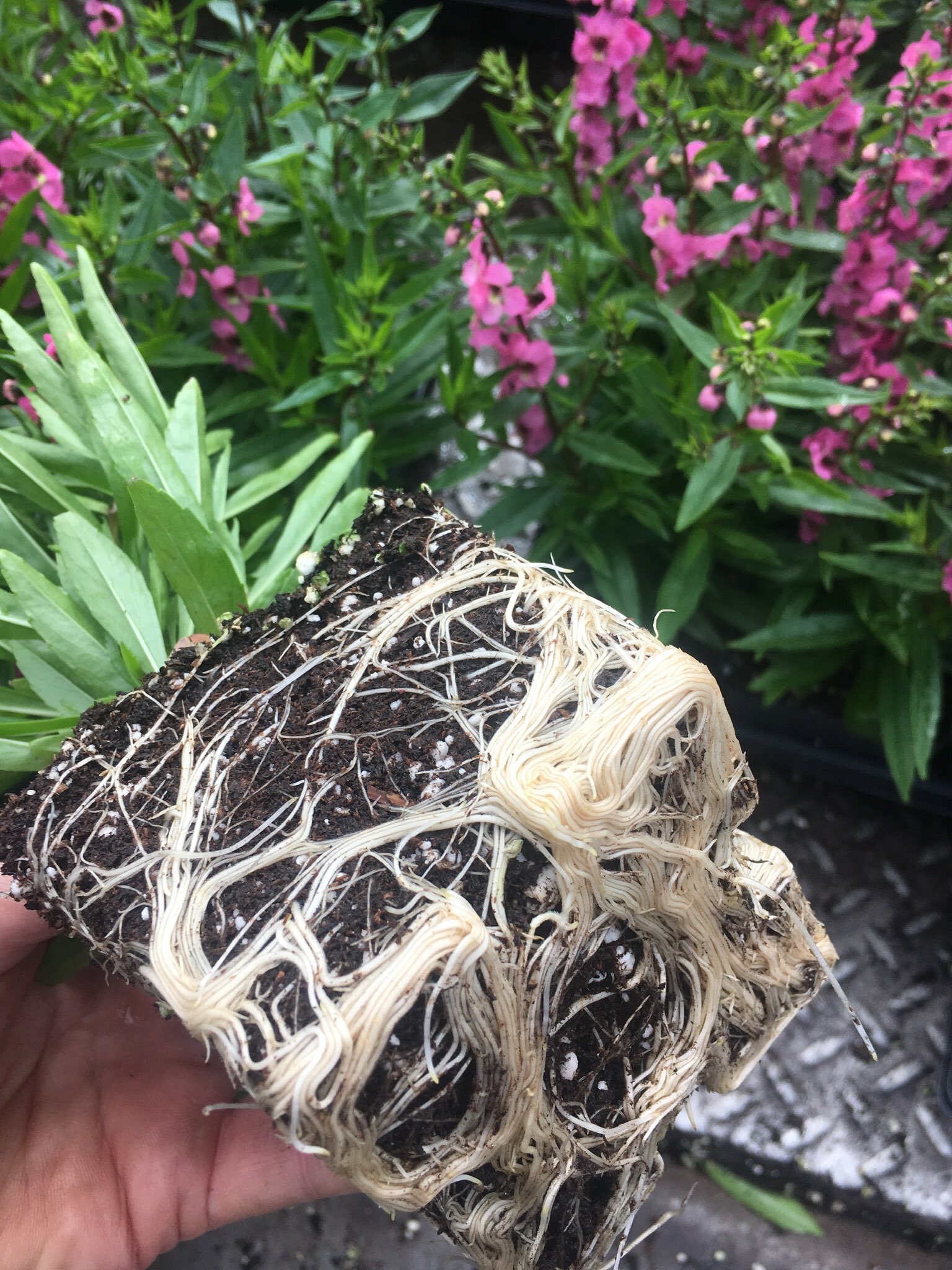 Greenhouse Roots